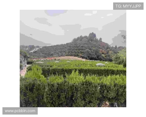 亚洲必赢会员注册流程详解助你轻松开启线上博彩新体验 亚洲必赢会员注册流程详解助你轻松开启线上博彩新体验